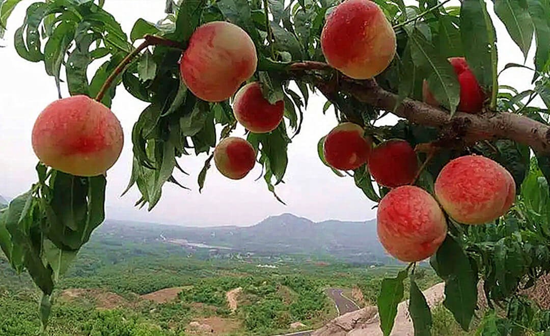 “中国蜜桃之都”蒙阴打造百亿“甜蜜经济”——蜜桃电商发货量全国县域第一 
